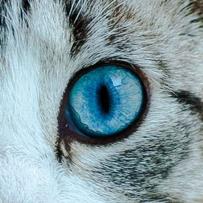 This is the desc of a placeholder img